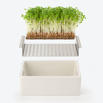 Image du produit pour 'Micro-pousses bio : fraches et saines tout au long de l'anne'