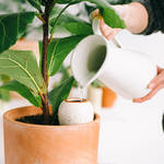 Image du produit pour 'Distributeur d'eau pour plantes en terre cuite - ray� vert/blanc, 250 ml'