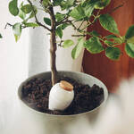 Image du produit pour 'Distributeur d'eau pour plantes en terre cuite - ray� vert/blanc, 250 ml'